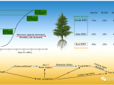 PCE | 貴州大學(xué)馬尾松團(tuán)隊(duì)首次揭示馬尾松干旱死亡的水分閾值
